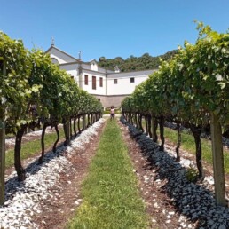 Vinícola Salton