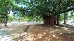 Praça Júlio Mesquita