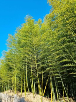 Floresta de Bambu da Cidade Muko