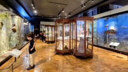 Museu de Zoologia da Universidade de São Paulo