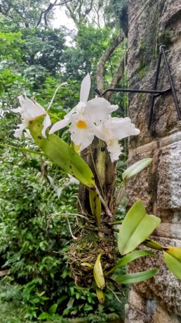 Orquidário Municipal de Santos - Santos - SP