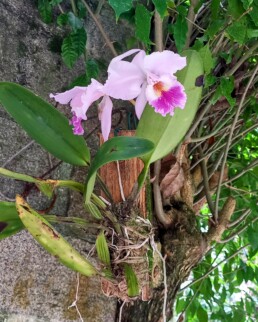 Orquidário Municipal de Santos - Santos - SP