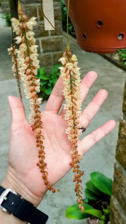 Orquidário Municipal de Santos - Santos - SP