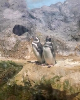 Aquário Municipal de Santos - SP - Brasil