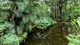 Orquidário Municipal de Santos - Santos - SP