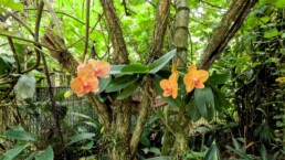 Orquidário Municipal de Santos - Santos - SP