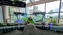 Aquário Municipal de Santos - SP - Brasil