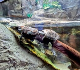 Aquário Municipal de Santos - SP - Brasil