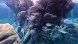 Aquário Municipal de Santos - SP - Brasil