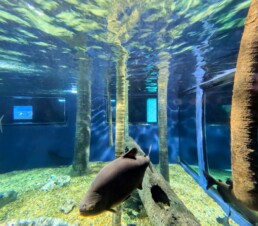 Aquário Municipal de Santos - SP - Brasil