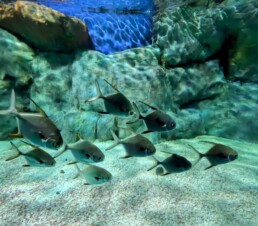 Aquário Municipal de Santos - SP - Brasil