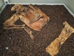 Museu Britânico - The British Museum - Londres - Inglaterra - Reino Unido