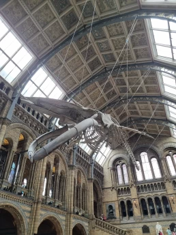 Museu de História Natural de Londres - Natural History Museum - London - Londres - Inglaterra - Reino Unido