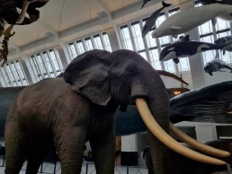 Museu de História Natural de Londres - Natural History Museum - London - Londres - Inglaterra - Reino Unido