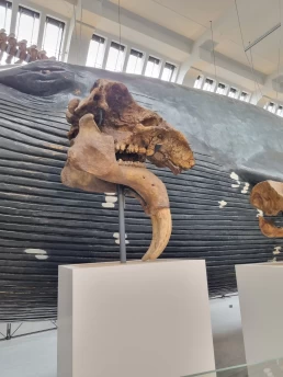 Museu de História Natural de Londres - Natural History Museum - London - Londres - Inglaterra - Reino Unido