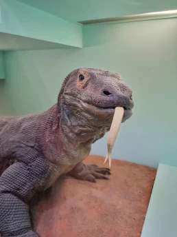 Museu de História Natural de Londres - Natural History Museum - London - Londres - Inglaterra - Reino Unido