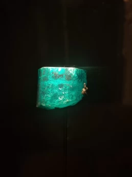 Museu de História Natural de Londres - Natural History Museum - London - Londres - Inglaterra - Reino Unido