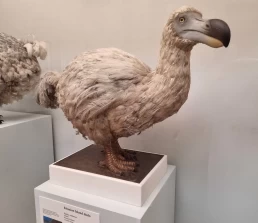 Museu de História Natural de Londres - Natural History Museum - London - Londres - Inglaterra - Reino Unido