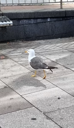 Millennium Stadium - Cardiff - País de Gales - Reino Unido