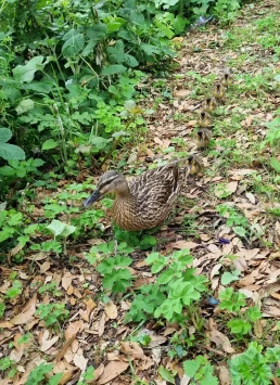 Castelo de Cardiff - Cardiff - País de Gales - Reino Unido