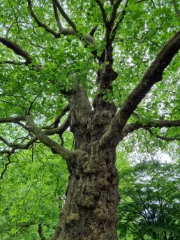 Parque Bute - Cardiff - País de Gales - Reino Unido