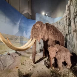 Museu Nacional de Cardiff - Cardiff - País de Gales - Reino Unido