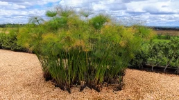 MAB - Museu de Arqueologia Bíblica - Jardim Bíblico - Engenheiro Coelho - São Paulo