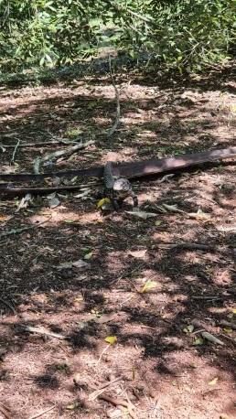 Puerto Iguazú - Cataratas del Iguazú - Misiones - Argentina