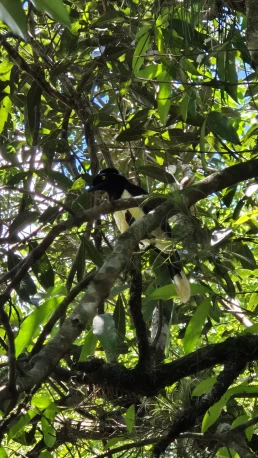 Puerto Iguazú - Cataratas del Iguazú - Misiones - Argentina