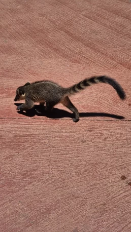 Puerto Iguazú - Cataratas del Iguazú - Misiones - Argentina