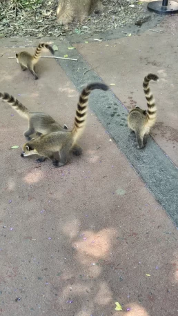 Puerto Iguazú - Cataratas del Iguazú - Misiones - Argentina