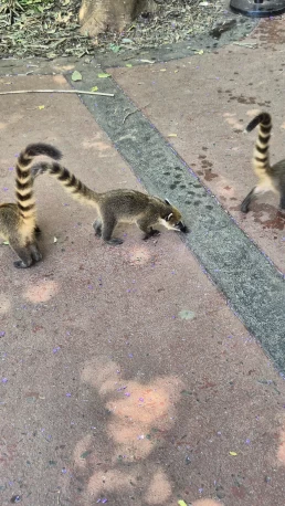 Puerto Iguazú - Cataratas del Iguazú - Misiones - Argentina