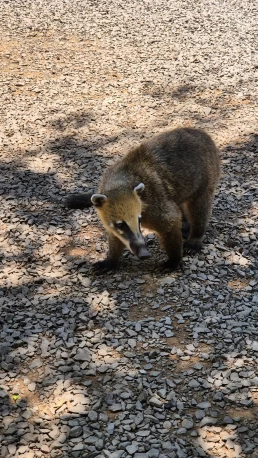 Puerto Iguazú - Cataratas del Iguazú - Misiones - Argentina