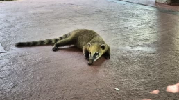 Puerto Iguazú - Cataratas del Iguazú - Misiones - Argentina