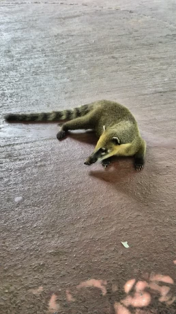 Puerto Iguazú - Cataratas del Iguazú - Misiones - ArgentinaPuerto Iguazú - Cataratas del Iguazú - Misiones - Argentina