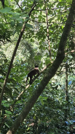 Cataratas do Iguaçu - Foz do Iguaçu - Paraná - Brasil