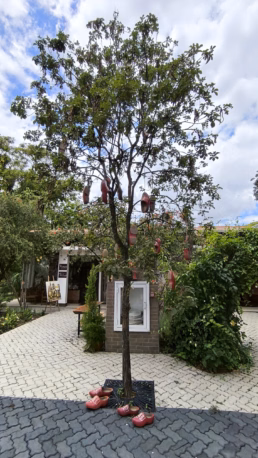 Boulevard Holandês