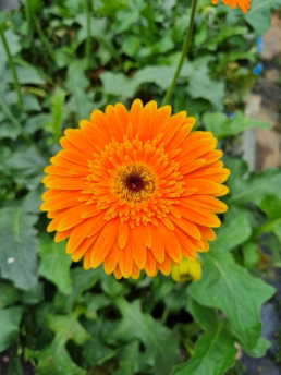 Macena Flores