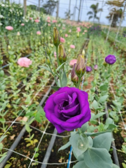 Macena Flores