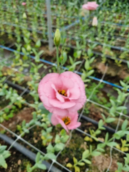 Macena Flores