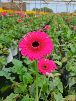 Macena Flores
