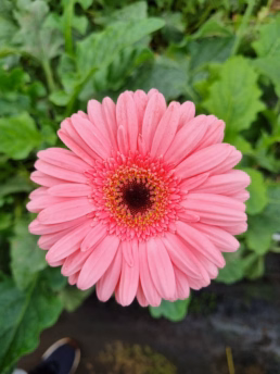 Macena Flores