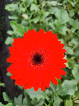 Macena Flores
