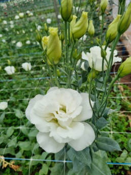 Macena Flores