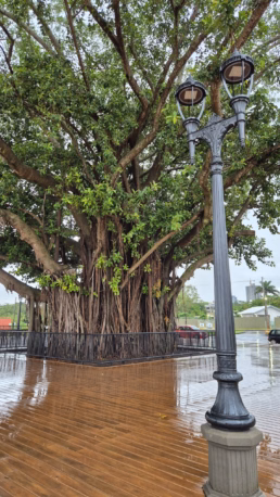 Seringueira